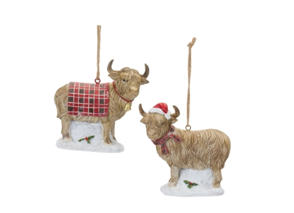 Highland Cow - Two styles