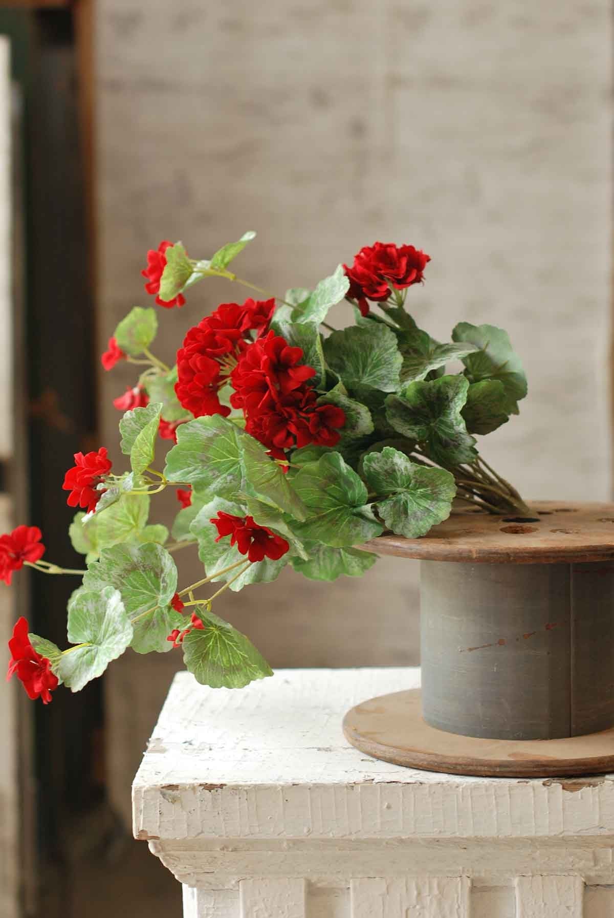 Geranium Bush