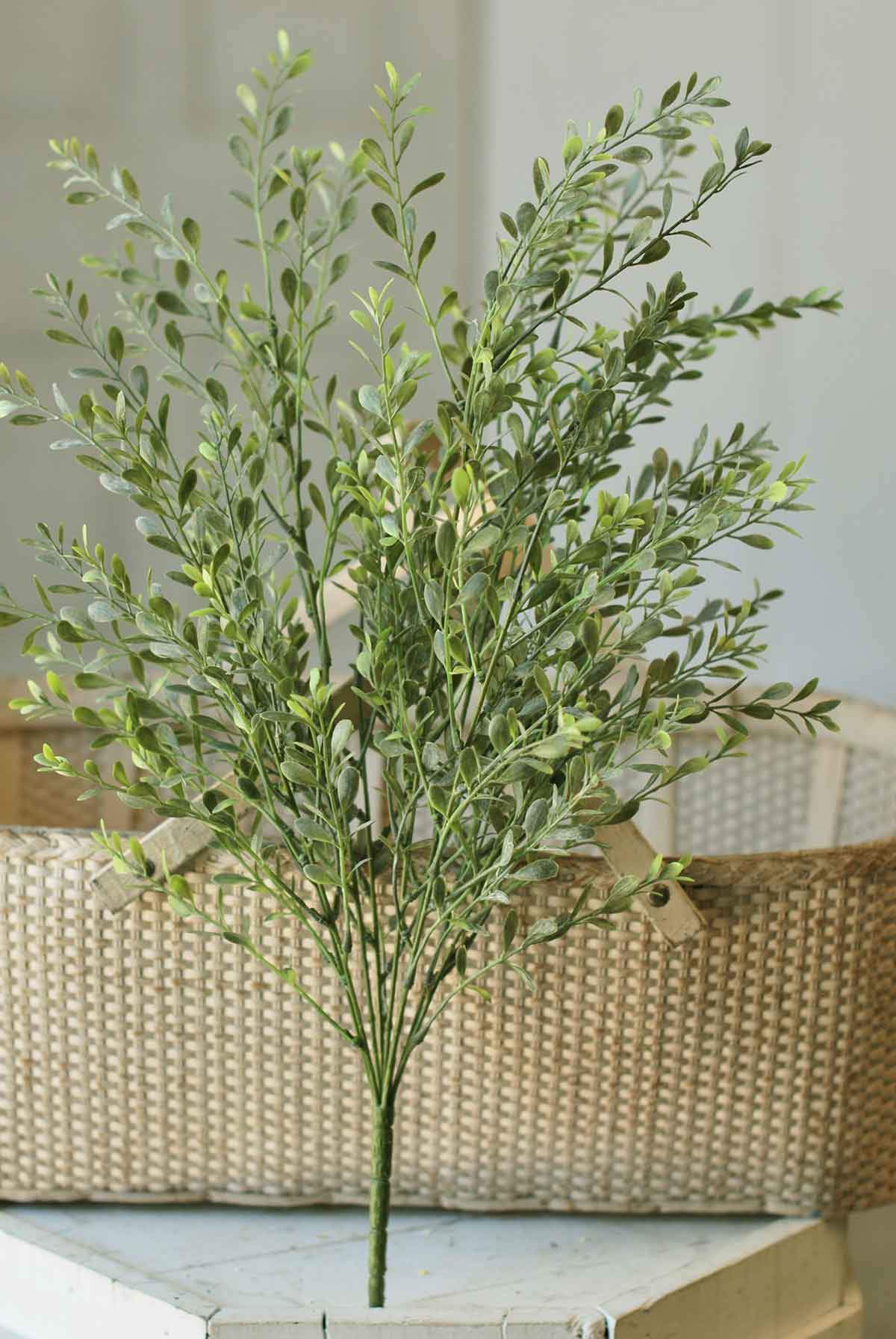 Basil Boxwood Bush