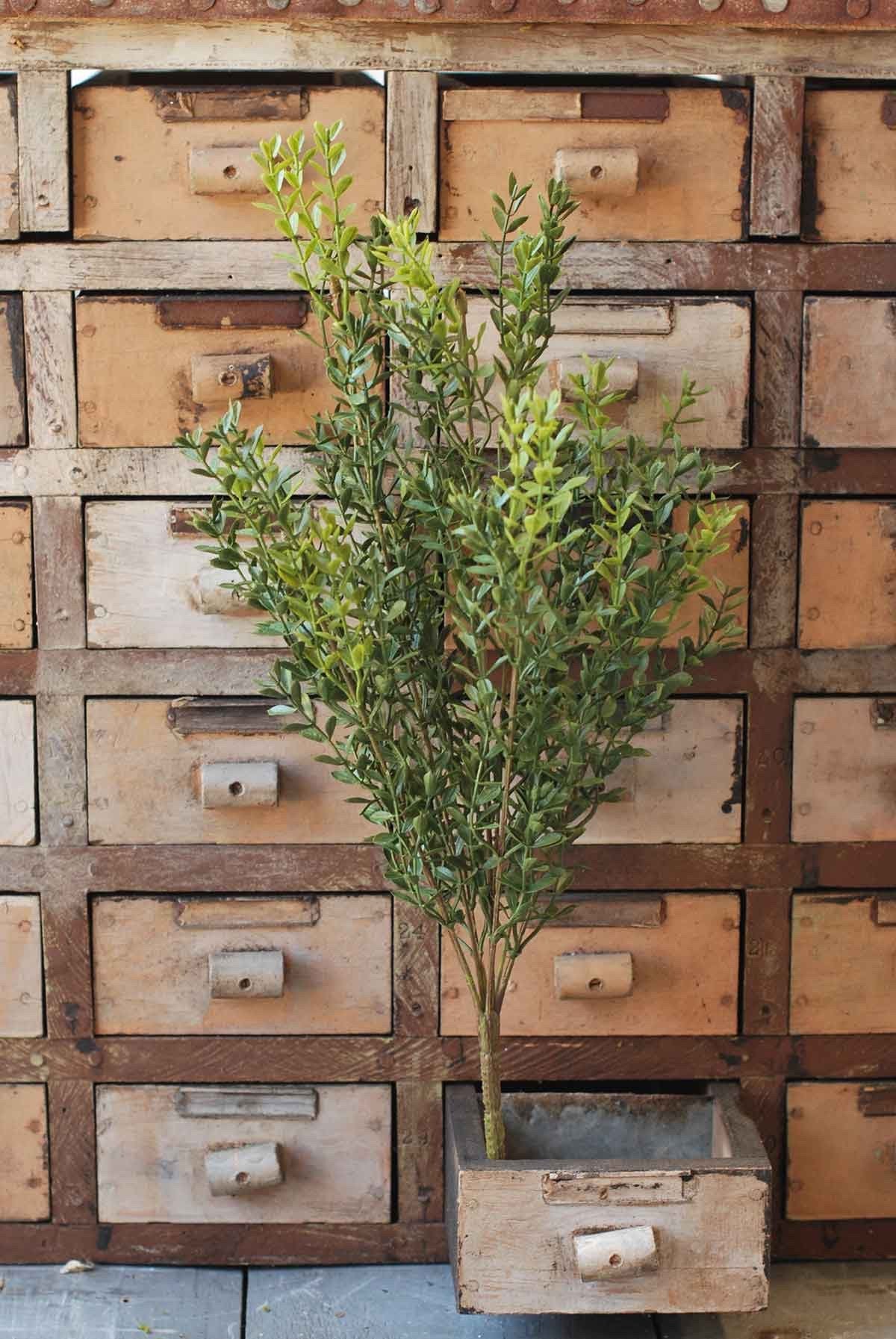 New England Boxwood Bush