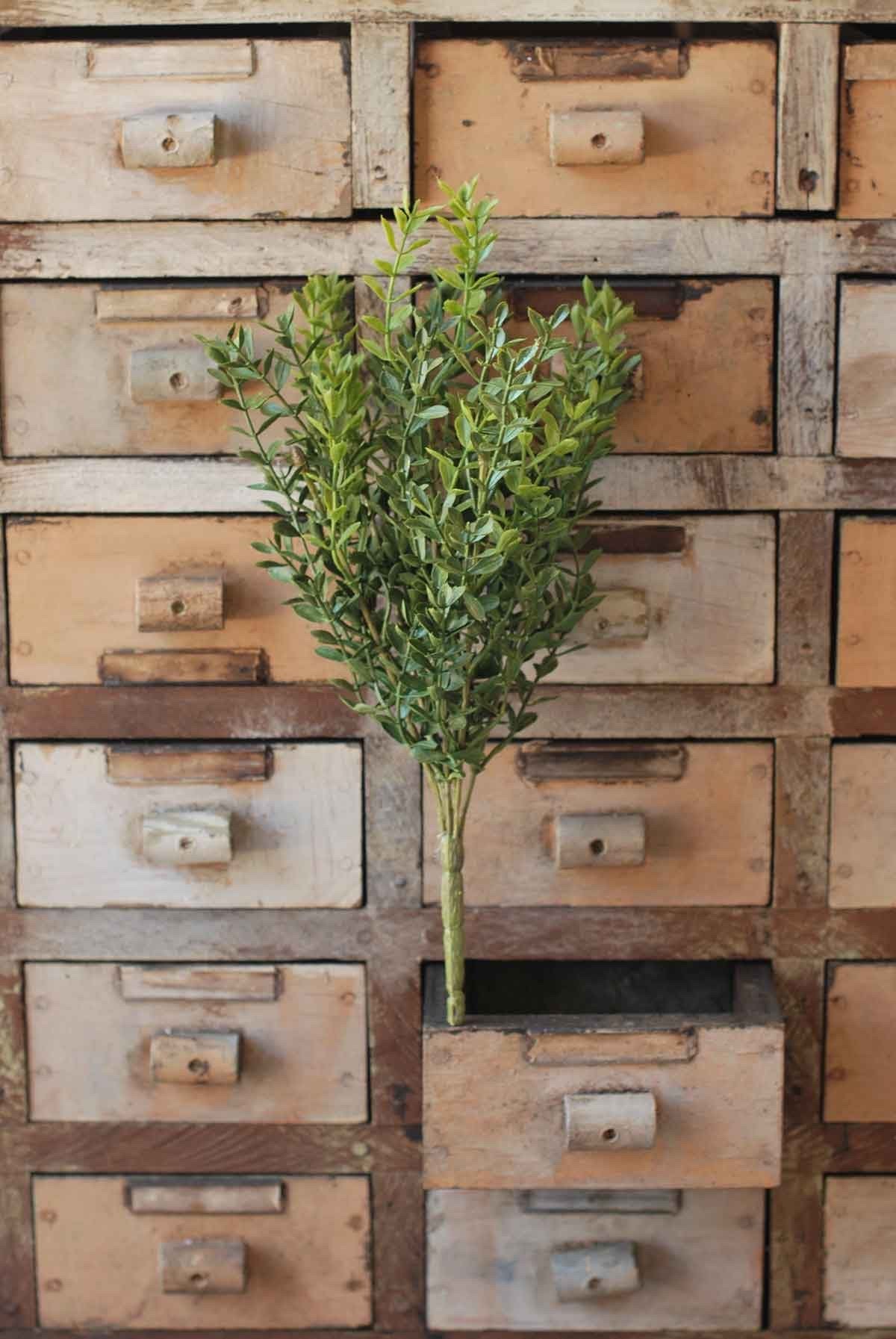 New England Boxwood Bush