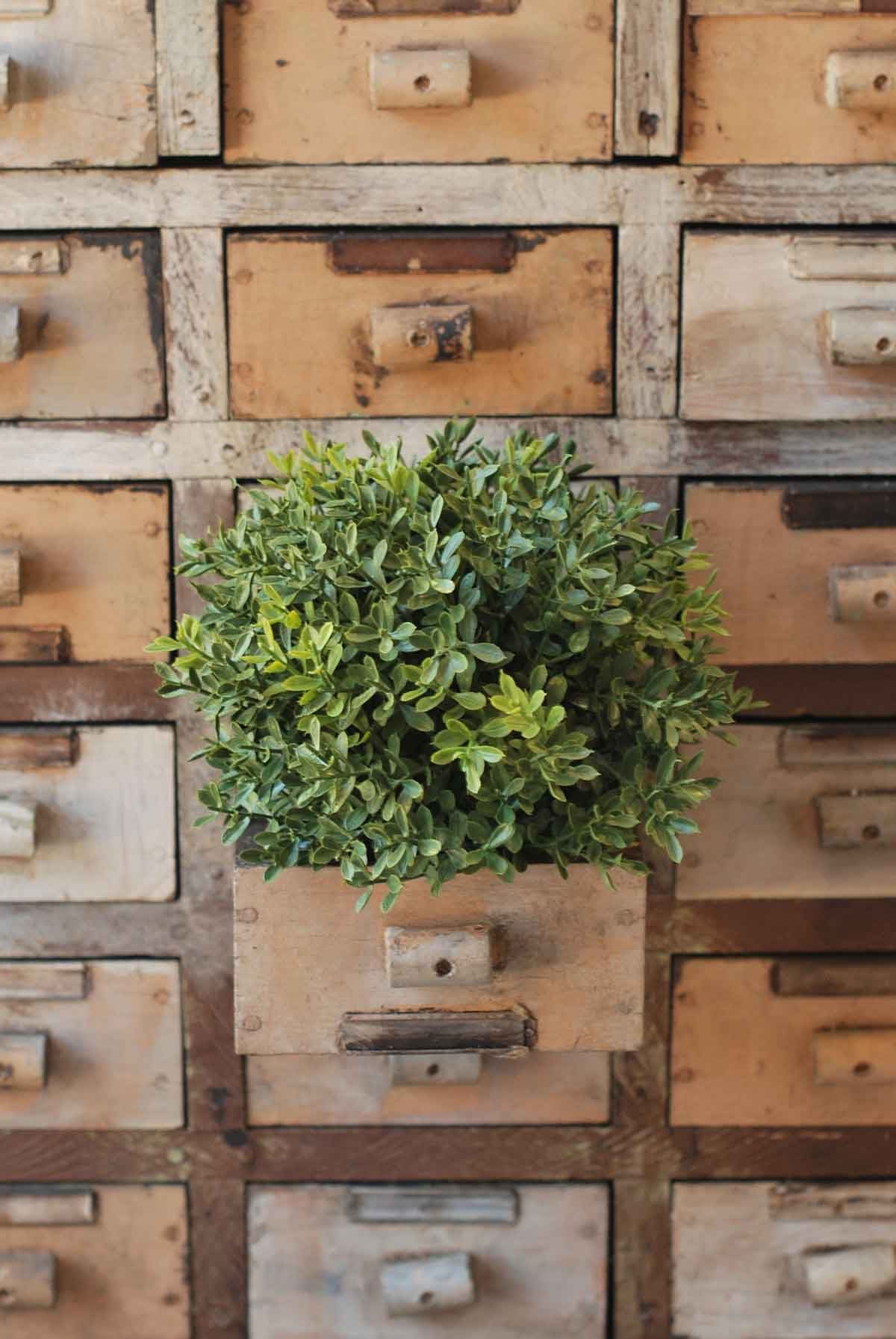 New England Boxwood Half Sphere