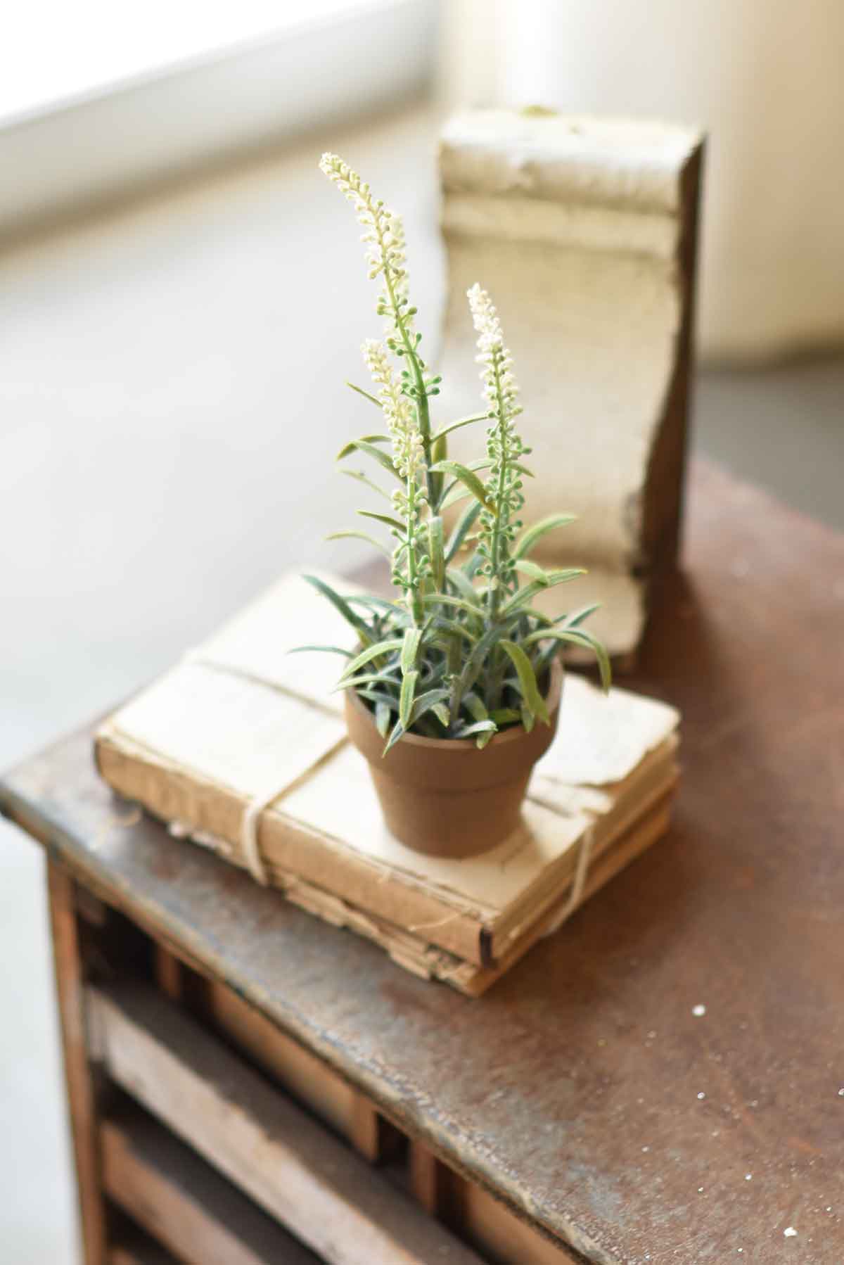 Flowering Sage Pot - White