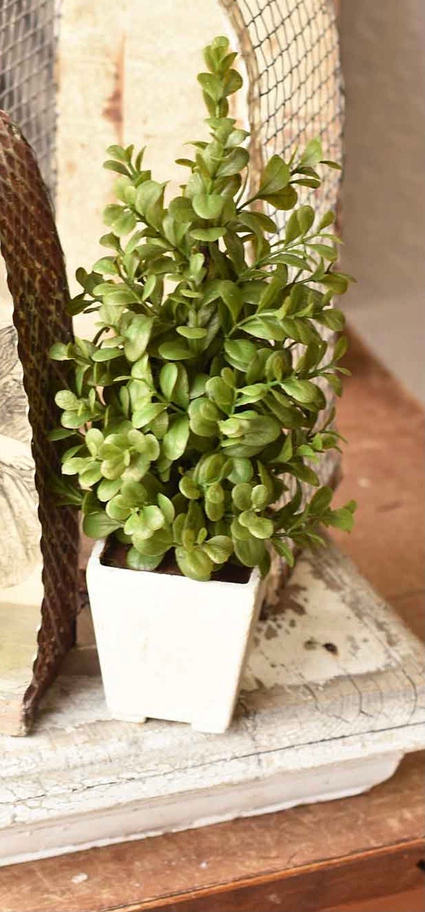 Highborn Boxwood in Pot