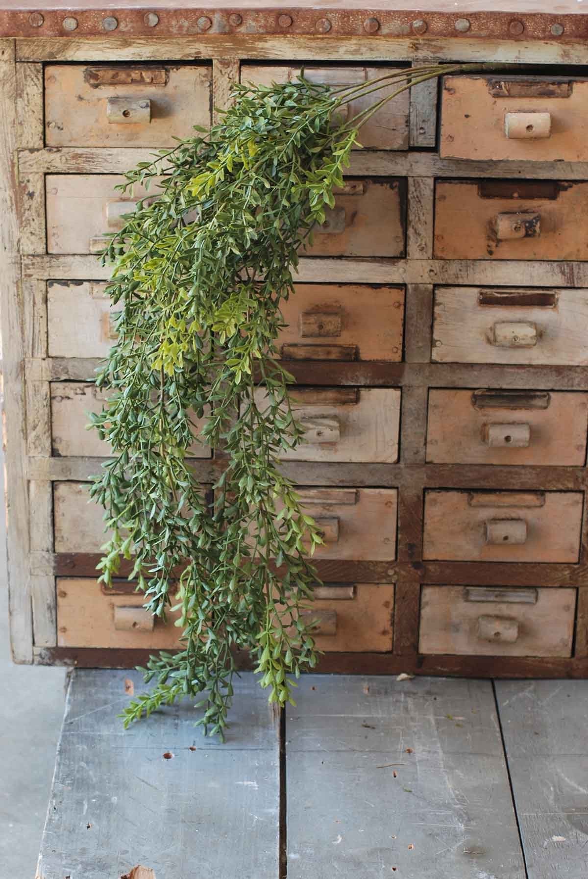 New England Boxwood Hanging