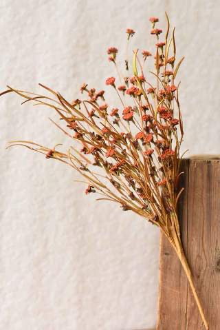 Endless Blooms Bush - Harvest