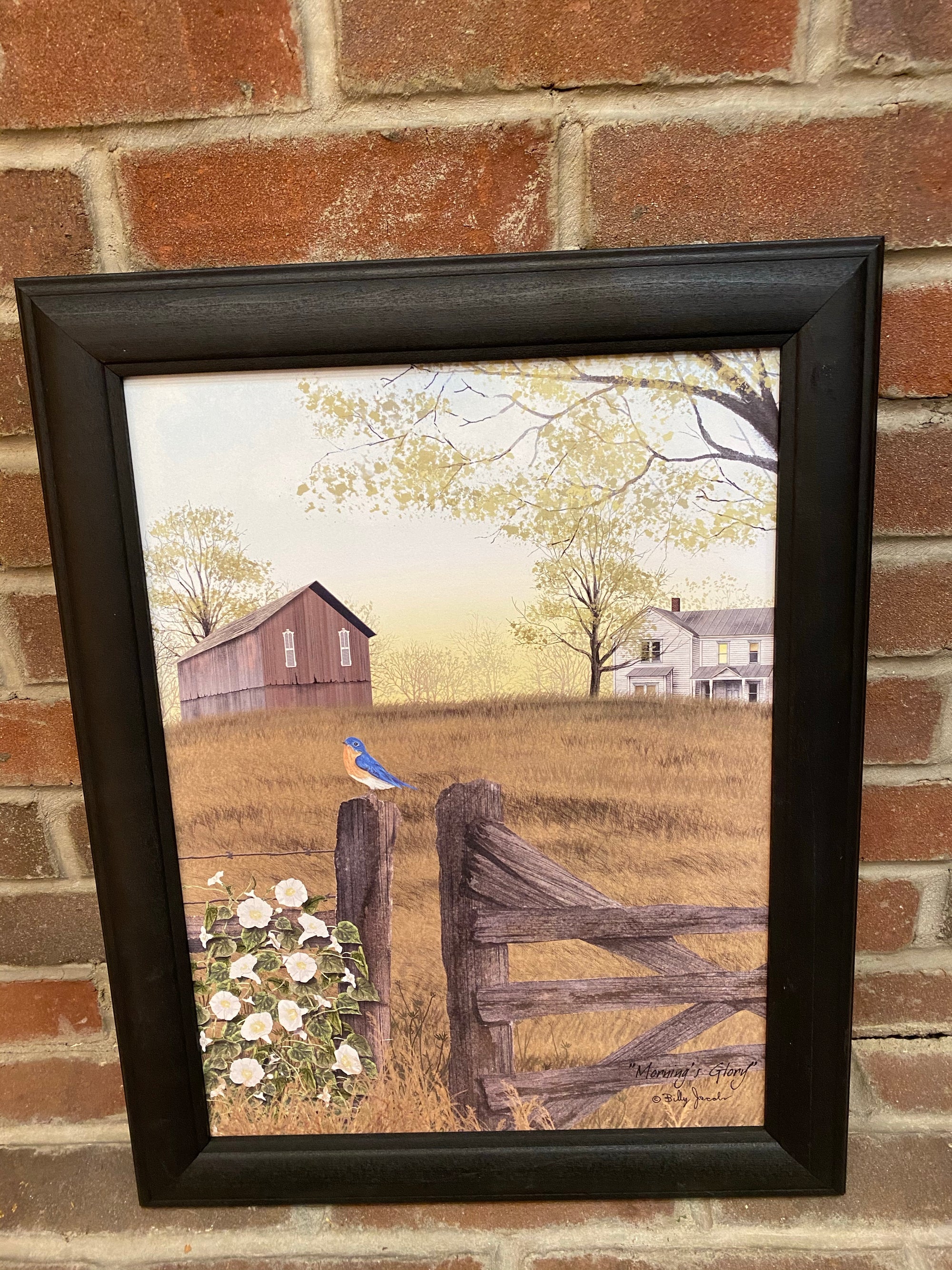 Morning’s Glory Framed Print