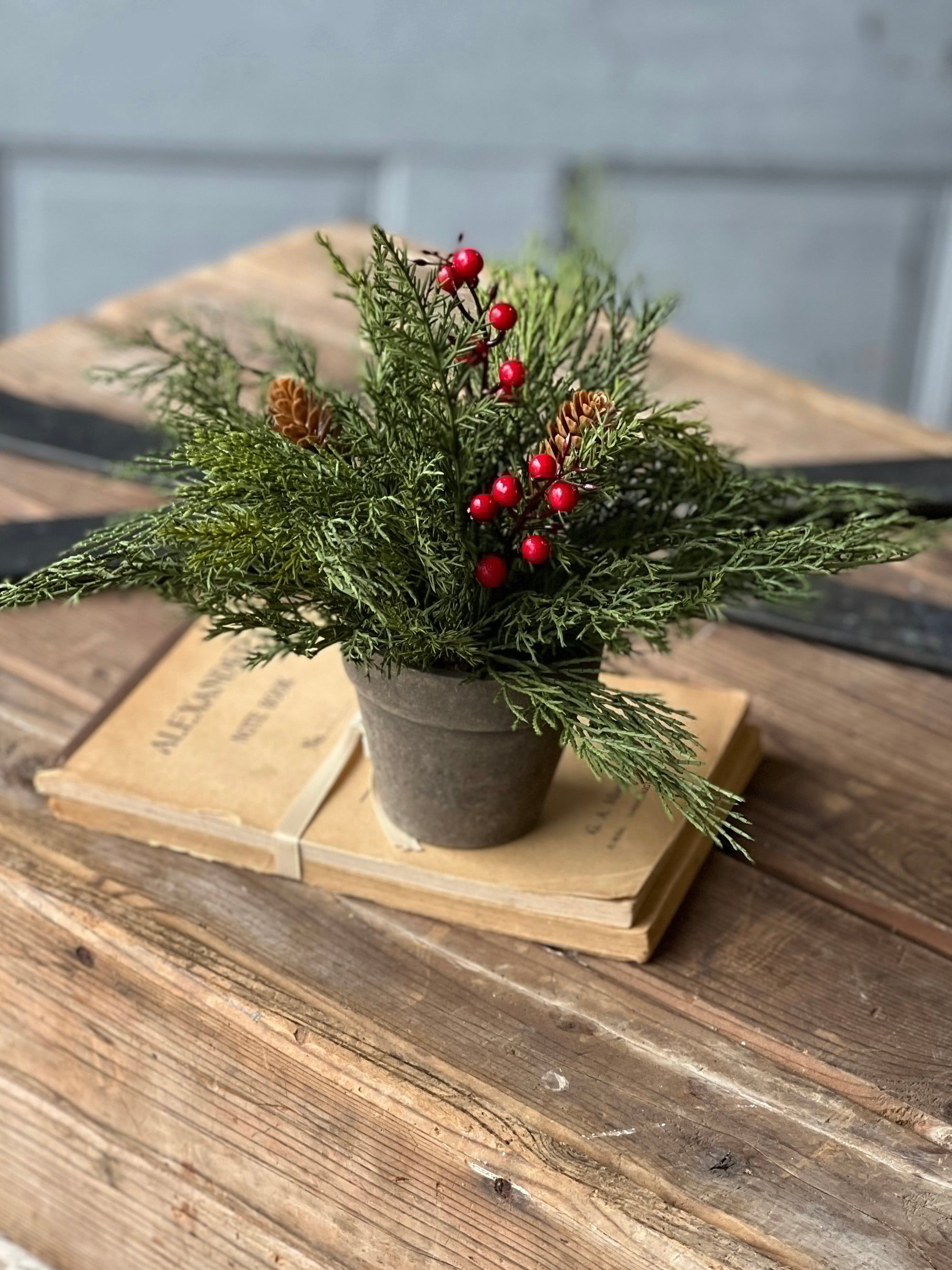 Alpine with Berries Potted